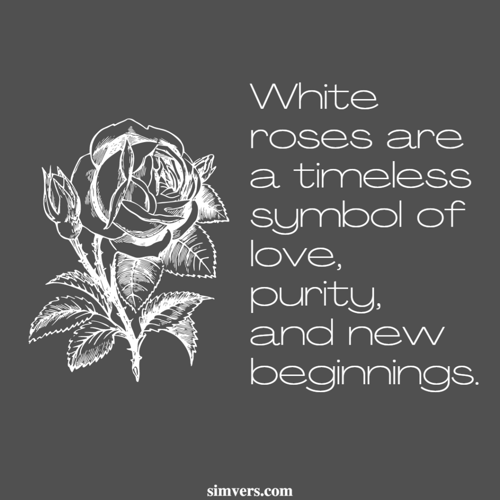 White roses are a timeless symbol of love, purity, and new beginnings.