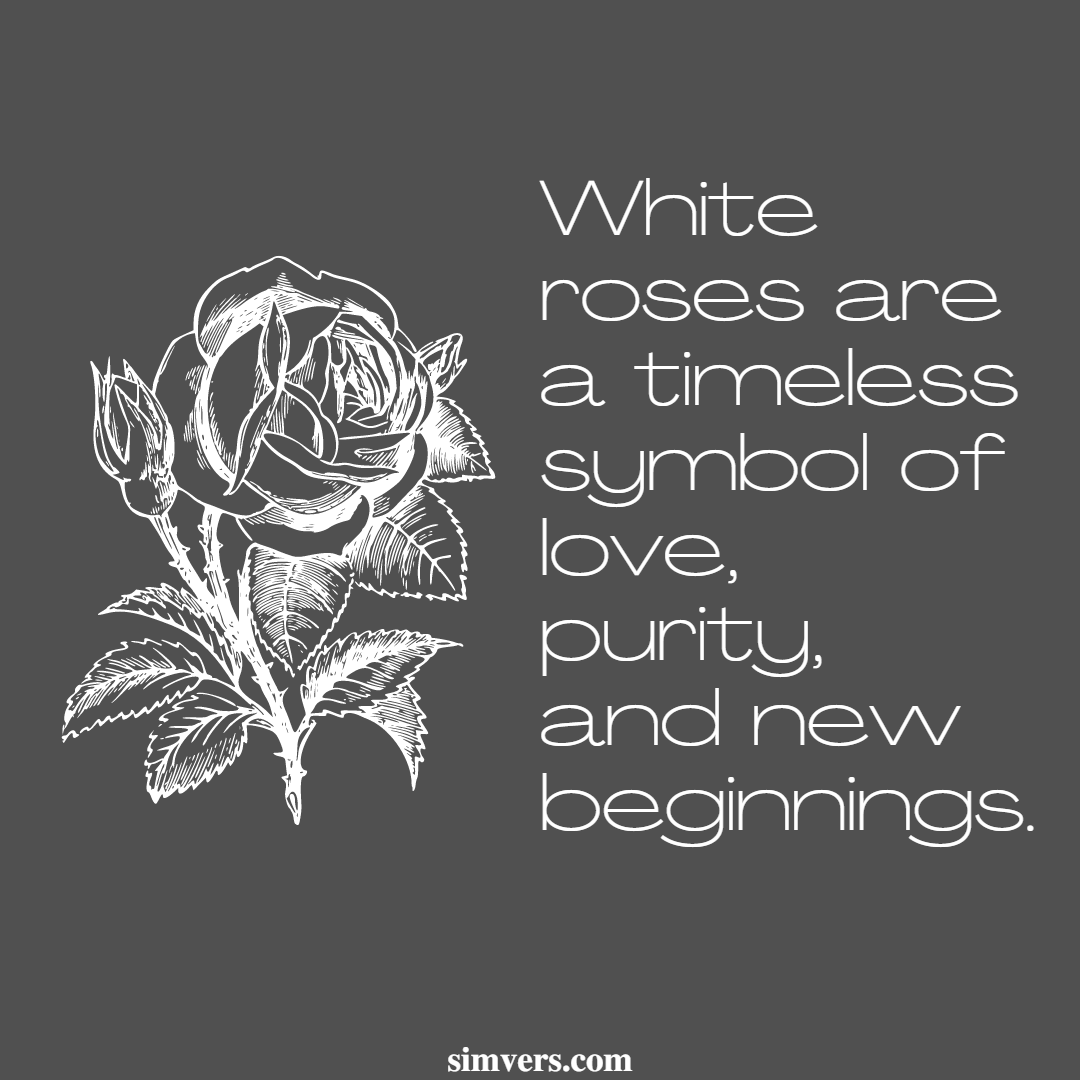 white-rose-meaning-symbolism-signs-traditions-guide