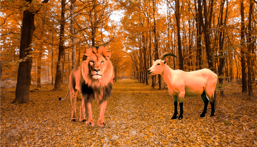 Leo & Capricorn Compatibility ( Sexual, Emotional, & Love )